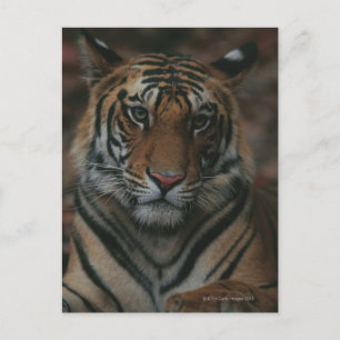Tiger Cub Postcard