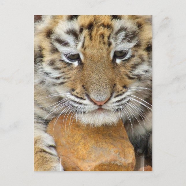 Tiger Cub Postcard (Front)