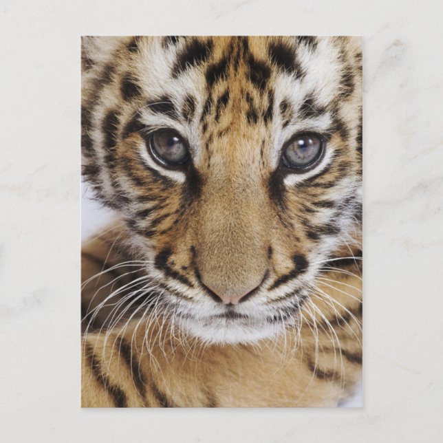 Tiger Cub Postcard (Front)