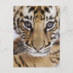 Tiger Cub Postcard