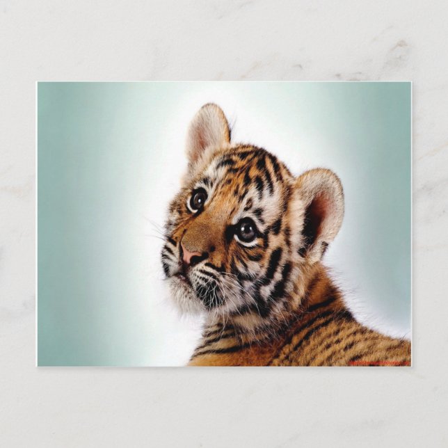 Tiger Cub Postcard (Front)