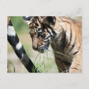 Tiger cub postcard
