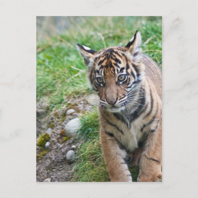 Tiger cub postcard (Front)