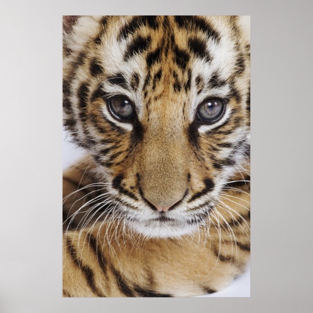 Tiger Cub Poster (Front)