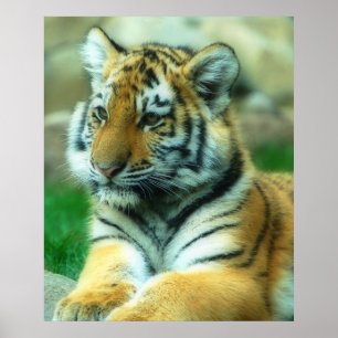 Tiger Cub Poster