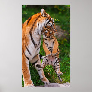 Tiger Cub Poster