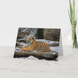 Tiger Cub Profile Holiday Card