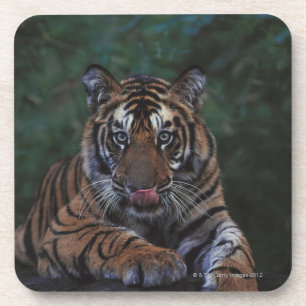 Tiger Cub Reclines on Rock Coaster