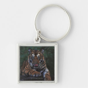Tiger Cub Reclines on Rock Key Ring