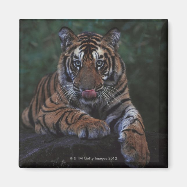 Tiger Cub Reclines on Rock Magnet (Front)