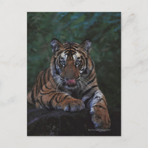 Tiger Cub Reclines on Rock Postcard