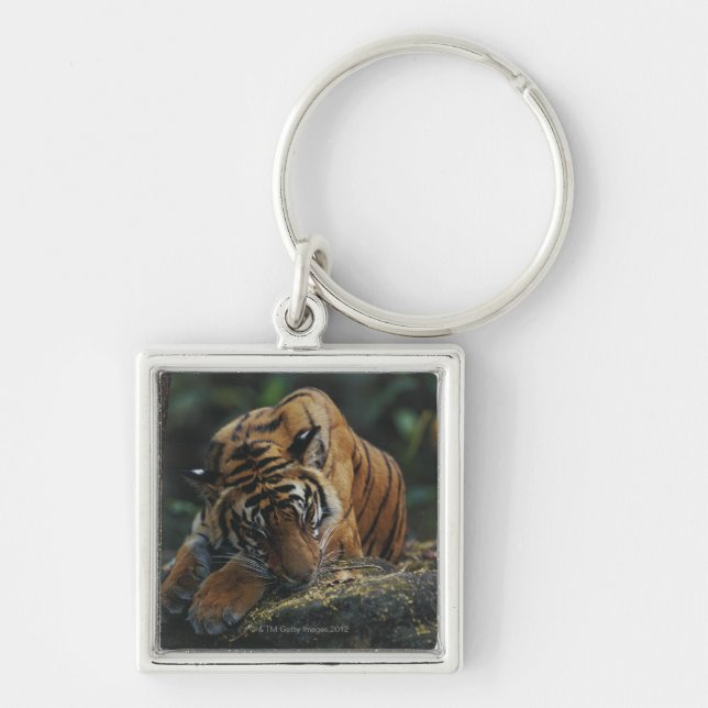 Tiger Cub Sleeps on Rock Key Ring (Front)