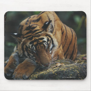 Tiger Cub Sleeps on Rock Mouse Mat