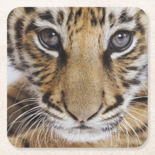 Tiger Cub Square Paper Coaster