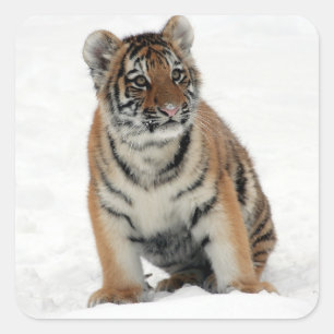 Tiger Cub Square Sticker