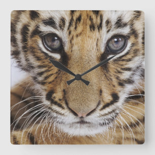 Tiger Cub Square Wall Clock