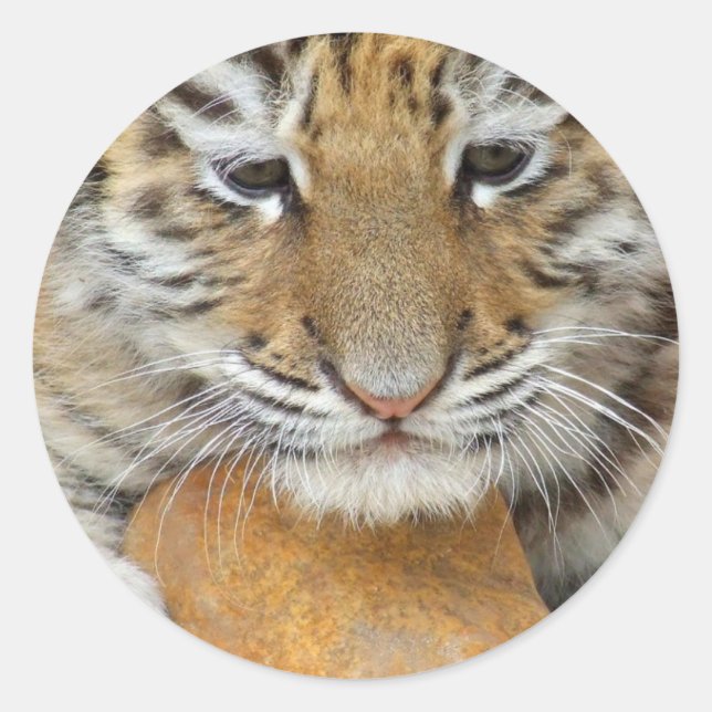 Tiger Cub Sticker (Front)