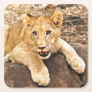 Tiger Cub Takes Breather On A Rock Square Paper Coaster