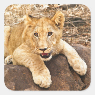 Tiger Cub Takes Breather On A Rock Square Sticker