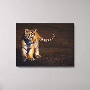 Tiger Cub Walking Canvas Print