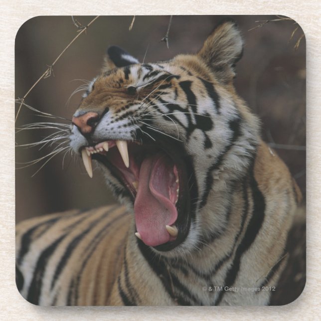 Tiger Cub Yawning Coaster (Front)