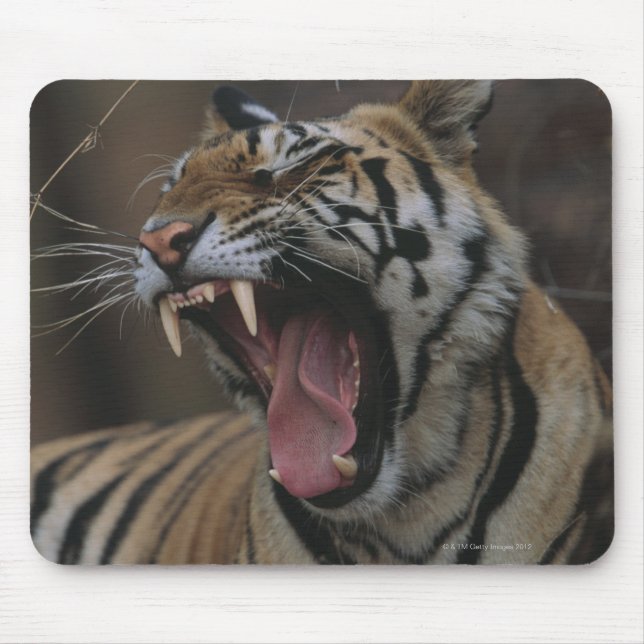 Tiger Cub Yawning Mouse Mat (Front)