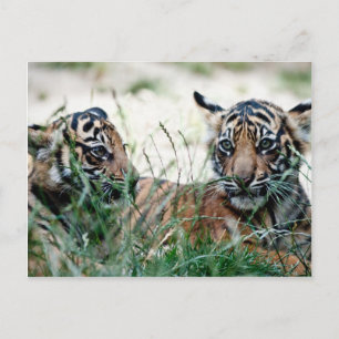 Tiger cubs postcard