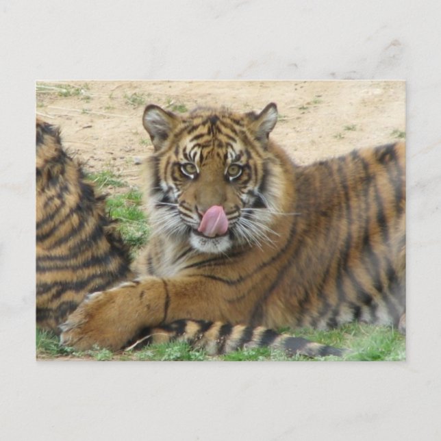 Tiger Cubs Postcard (Front)