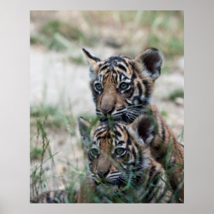 Tiger cubs poster