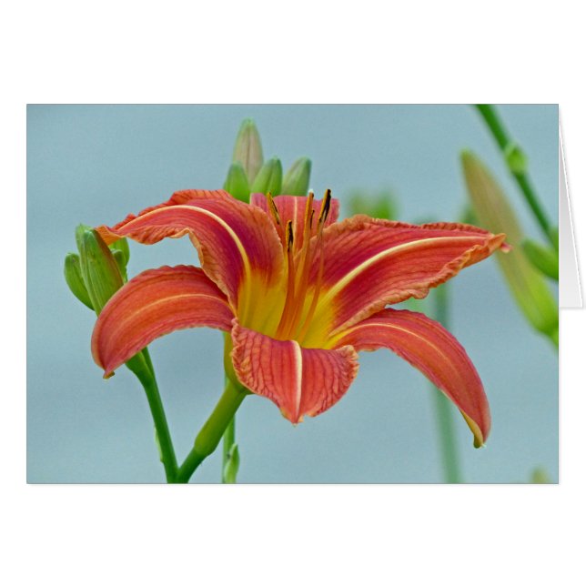 Tiger Daylily (Front Horizontal)