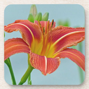 Tiger Daylily Coaster