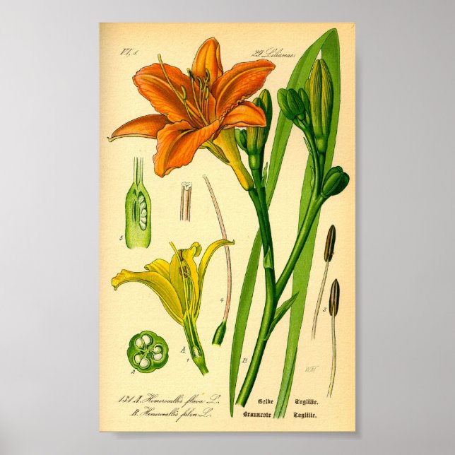 Tiger Daylily (Hemerocallis fulva) Print (Front)