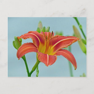 Tiger Daylily Postcard