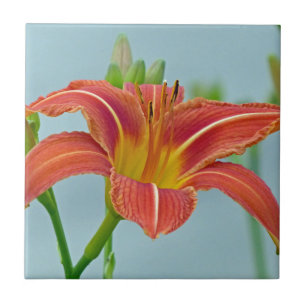 Tiger Daylily Tile
