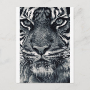 tiger design postcard