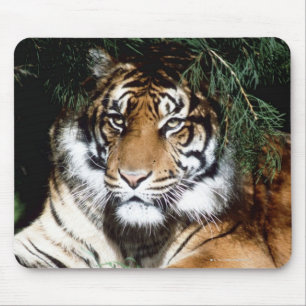 Tiger Enjoying Shade Mouse Mat