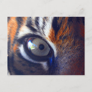 Tiger Eye Holiday Postcard