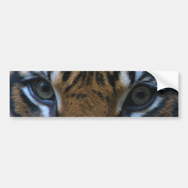Tiger eyes bumper sticker (Front)