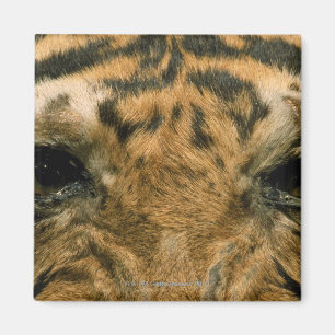 Tiger eyes magnet