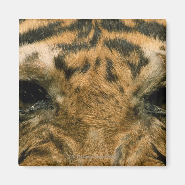 Tiger eyes magnet (Front)