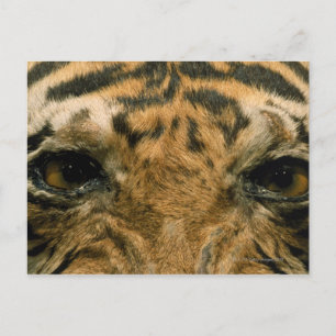 Tiger eyes postcard