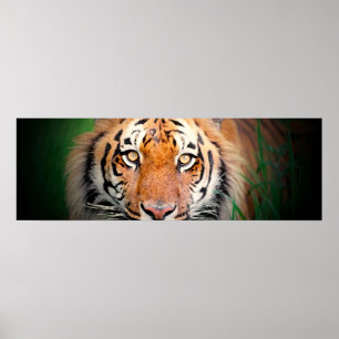 Tiger Eyes Poster