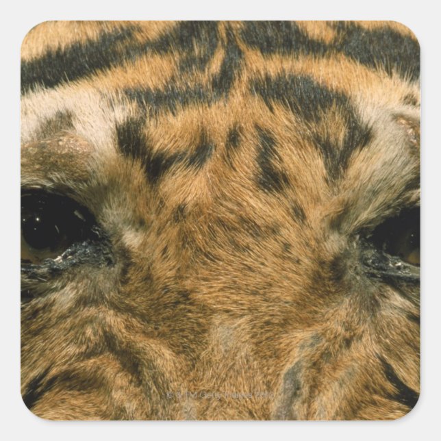 Tiger eyes square sticker (Front)