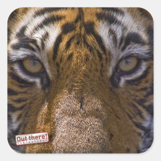 Tiger eyes square sticker