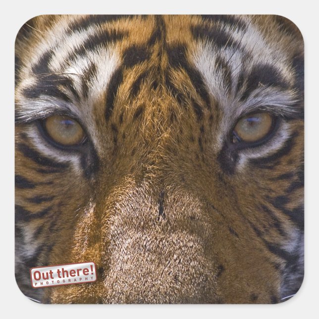Tiger eyes square sticker (Front)