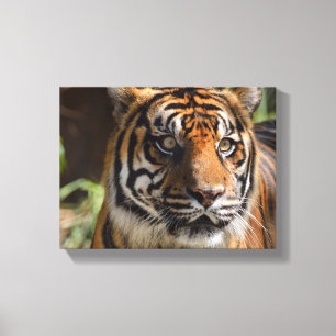 tiger face canvas print
