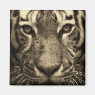 Tiger Face in Sepia Tones Magnet