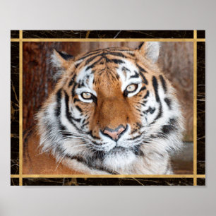 Tiger Face Photo Image Print Poster