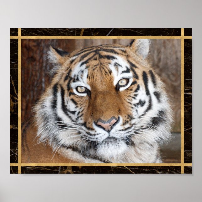 Tiger Face Photo Image Print Poster (Front)
