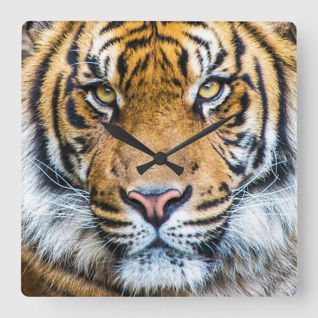 Tiger Face Portrait Square Wall Clock (Front)